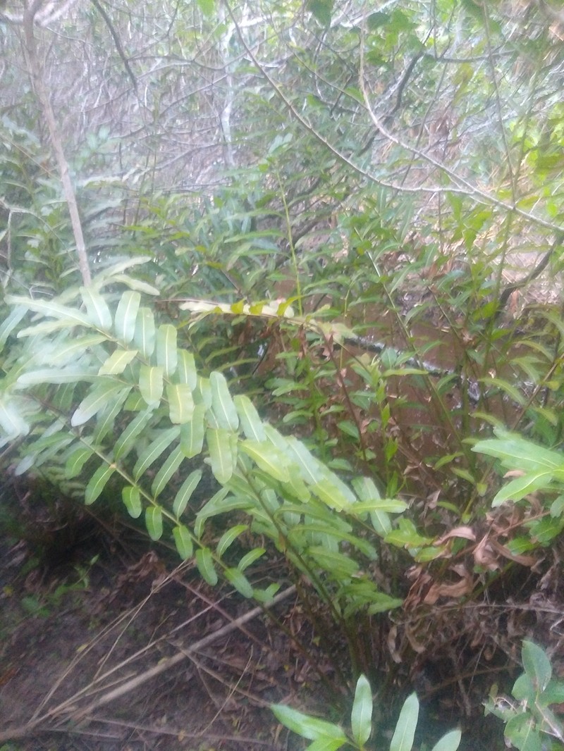 Blechnum usterianum photo 3
