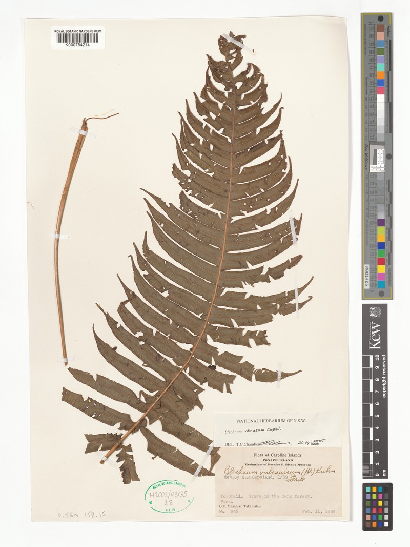 Blechnum venosum photo 2