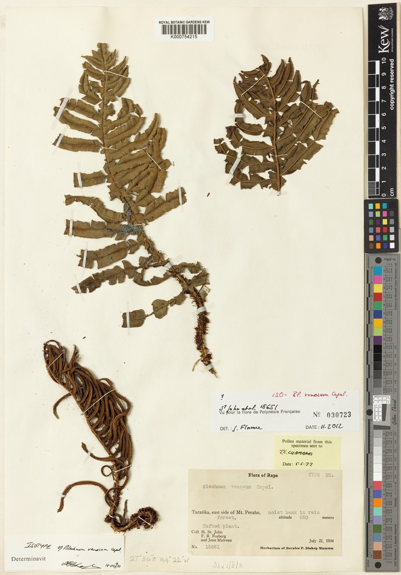 Blechnum venosum photo 3