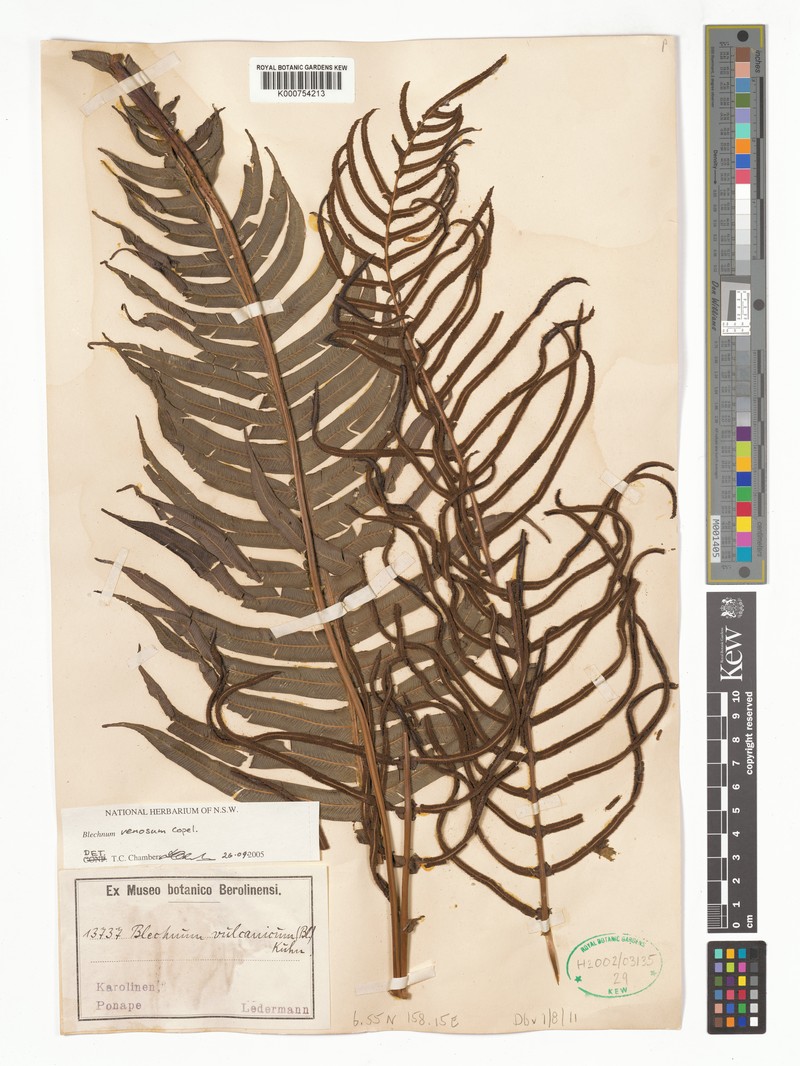 Blechnum venosum photo 4