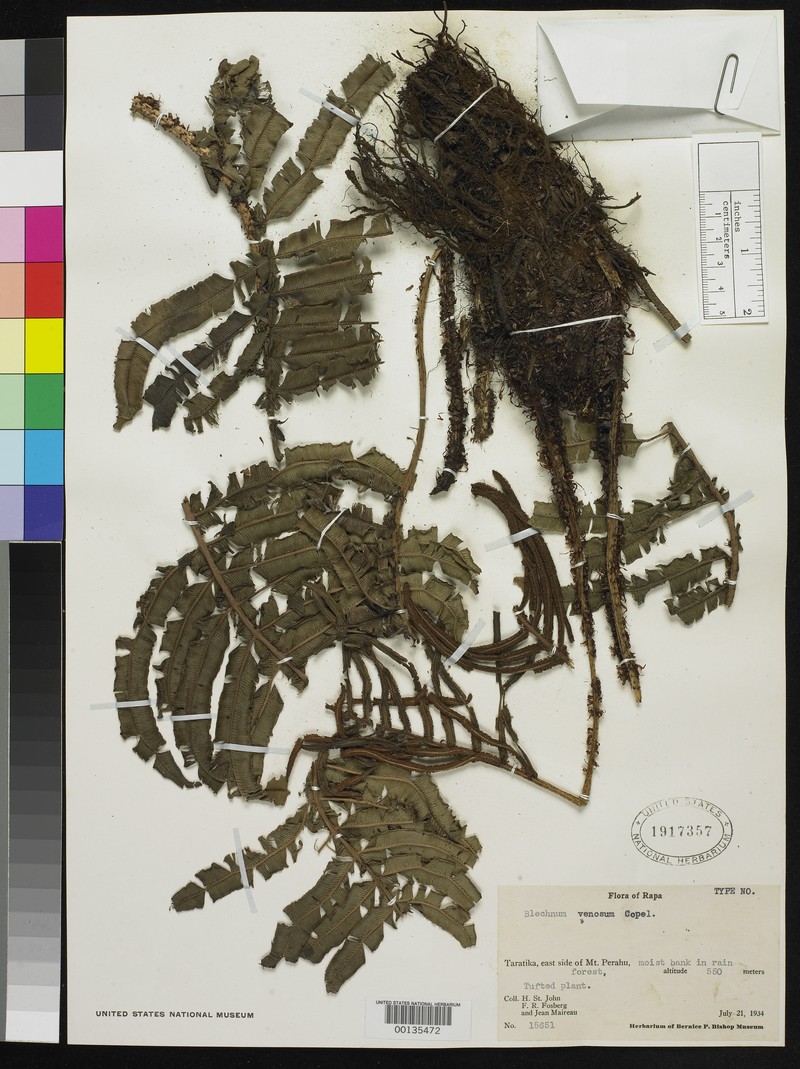 Blechnum venosum