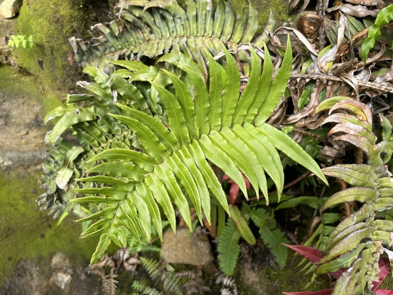 Blechnum vestitum