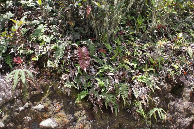 Blechnum vestitum photo 2