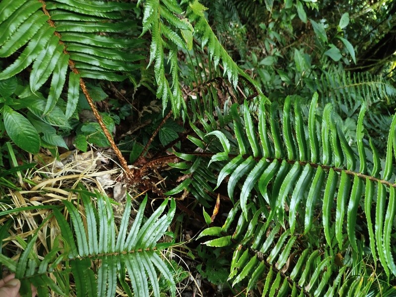 Blechnum vestitum photo 3