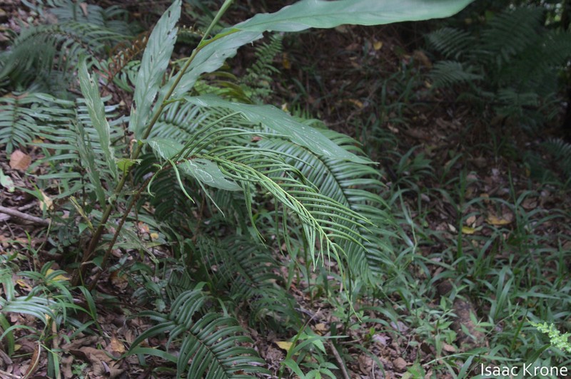 Blechnum vestitum photo 4
