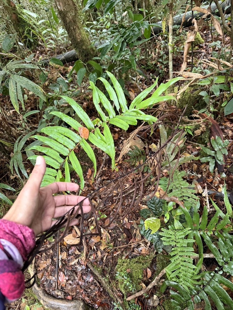 Blechnum vestitum photo 5