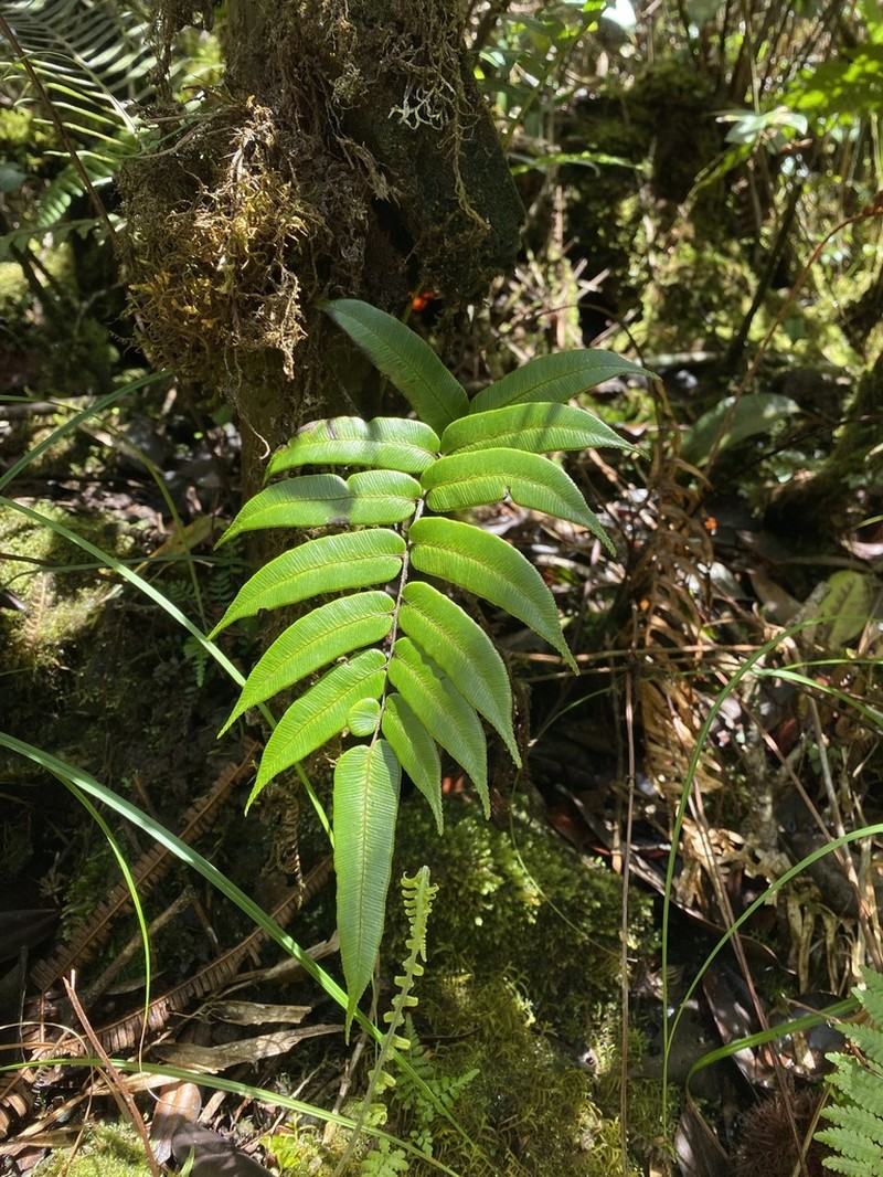 Blechnum vestitum photo 6