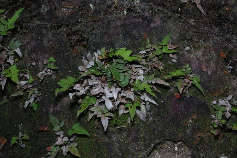Blechnum vestitum photo 7