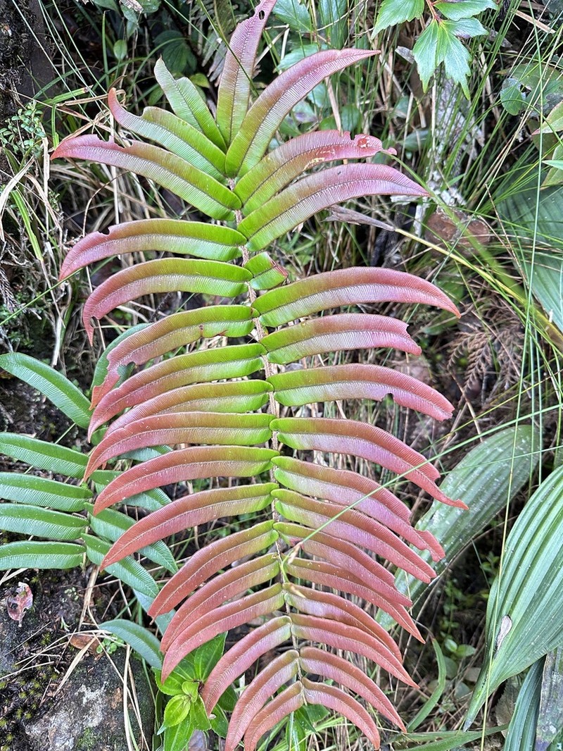 Blechnum vestitum photo 8