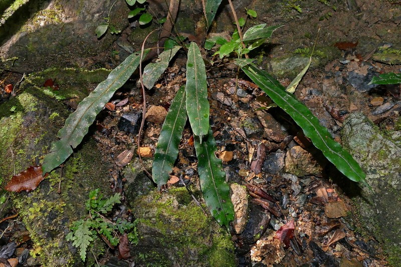 Blechnum vieillardii photo 2