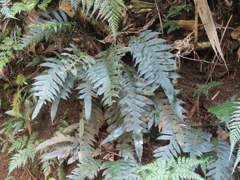 Blechnum vieillardii photo 3