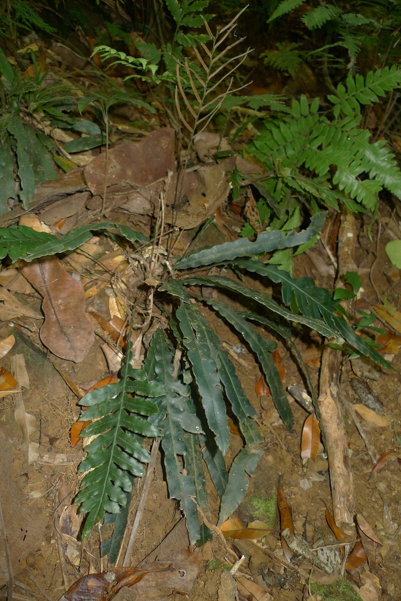 Blechnum vieillardii photo 4