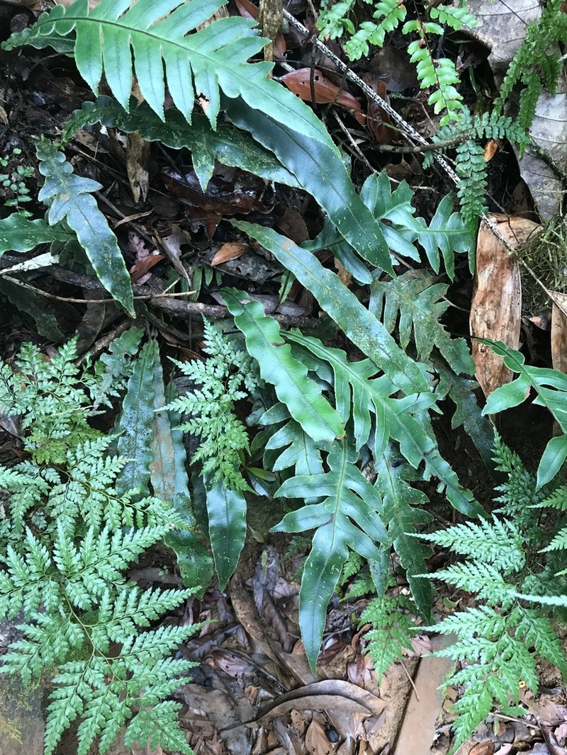 Blechnum vieillardii photo 5