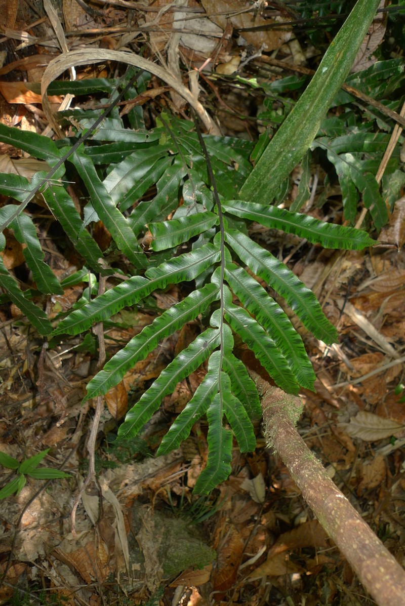Blechnum vieillardii photo 6