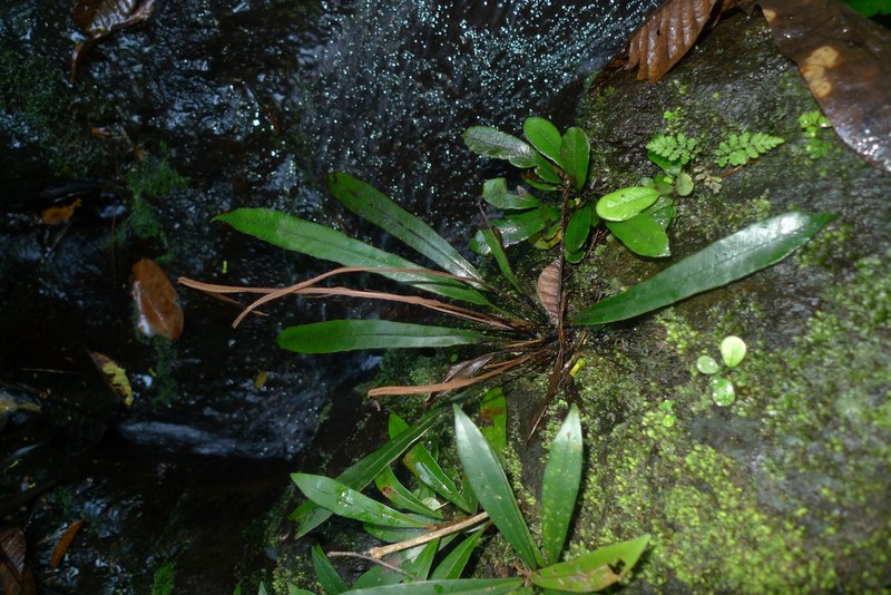 Blechnum vieillardii photo 7