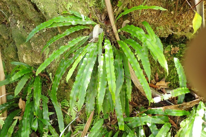 Blechnum vieillardii photo 8