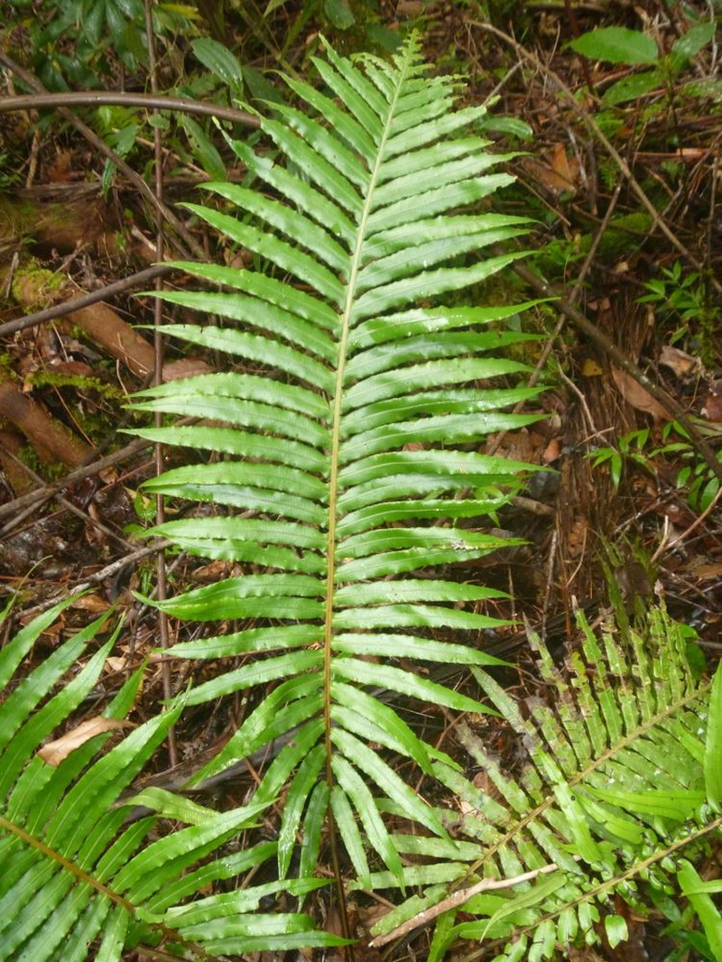 Blechnum vittatum photo 2