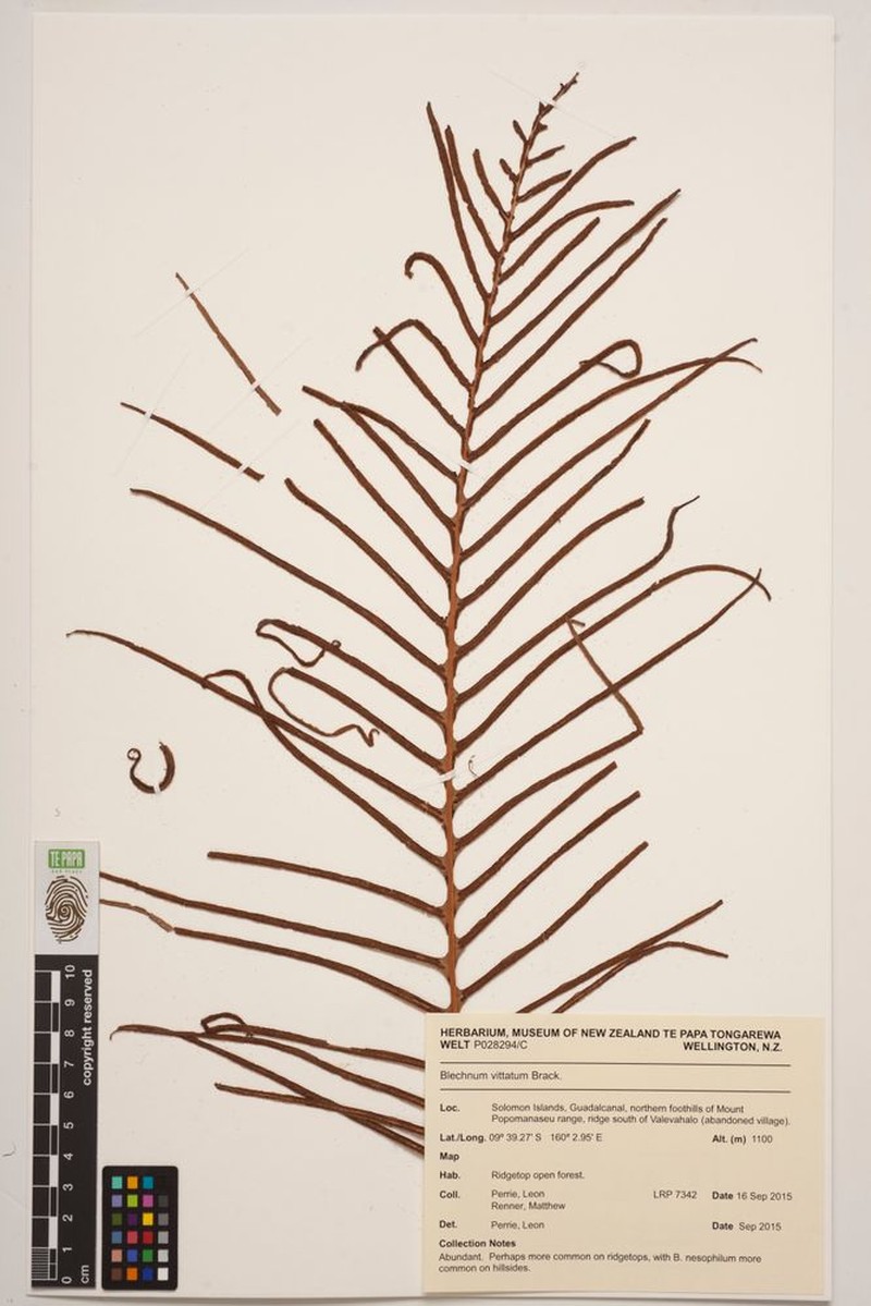 Blechnum vittatum photo 3
