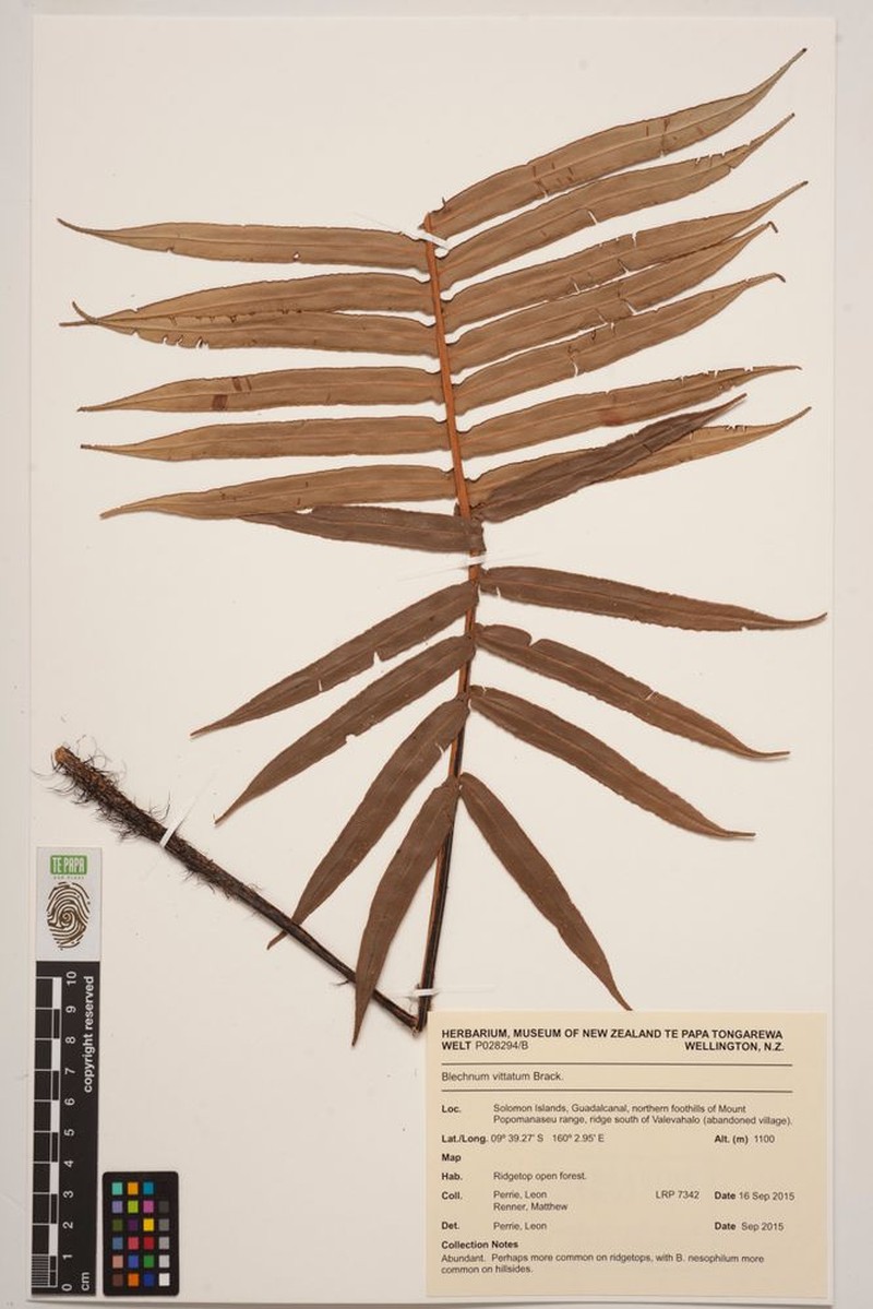 Blechnum vittatum photo 4
