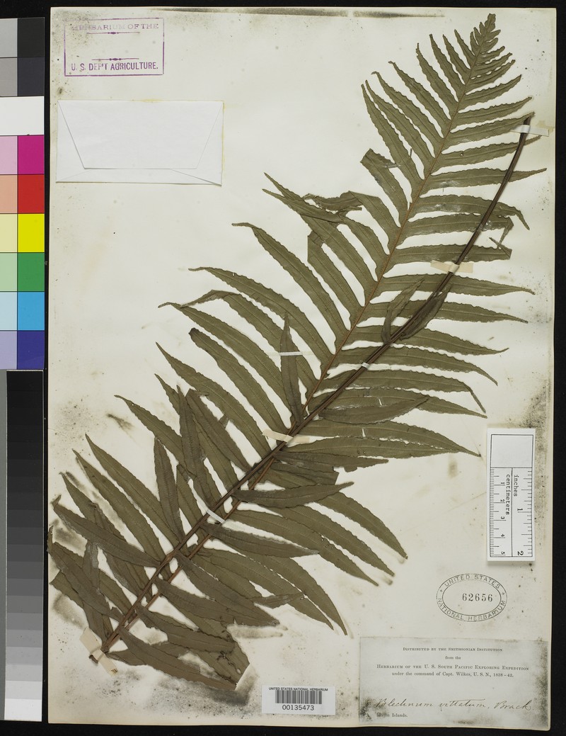Blechnum vittatum