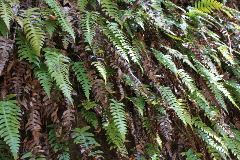 Blechnum vulcanicum