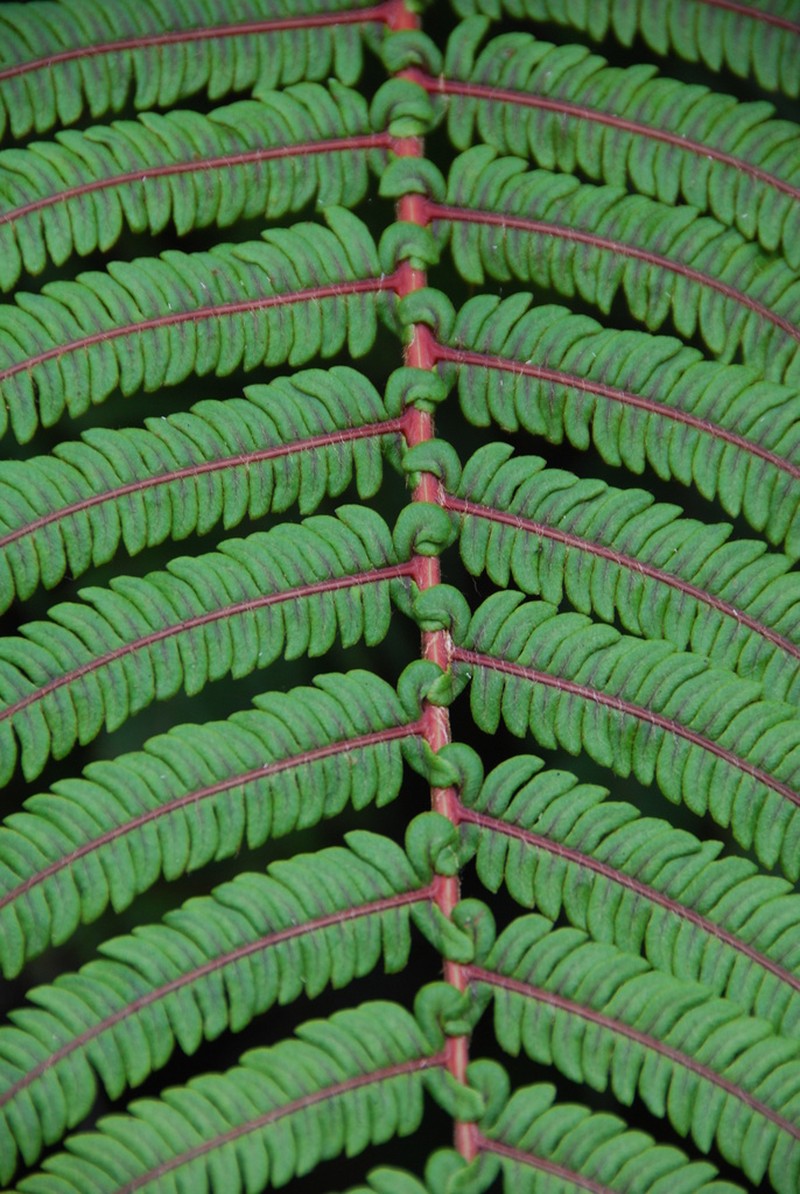 Wagner's Plume Fern