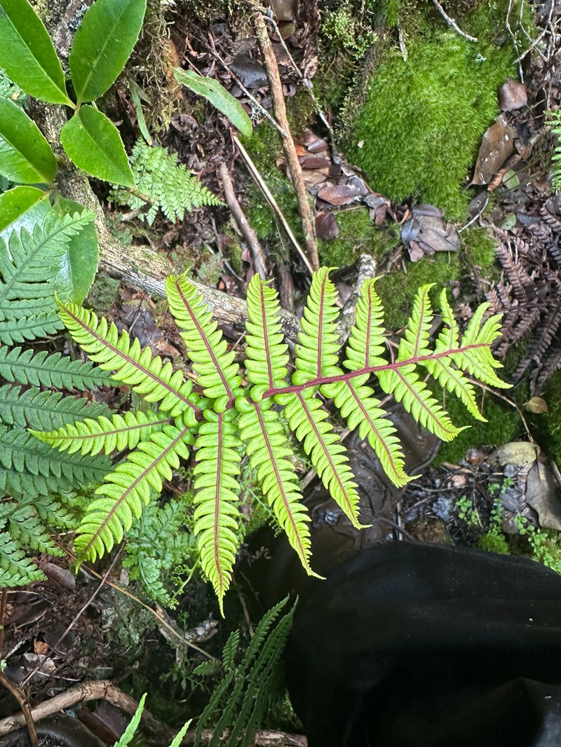 Wagner's Plume Fern photo 2