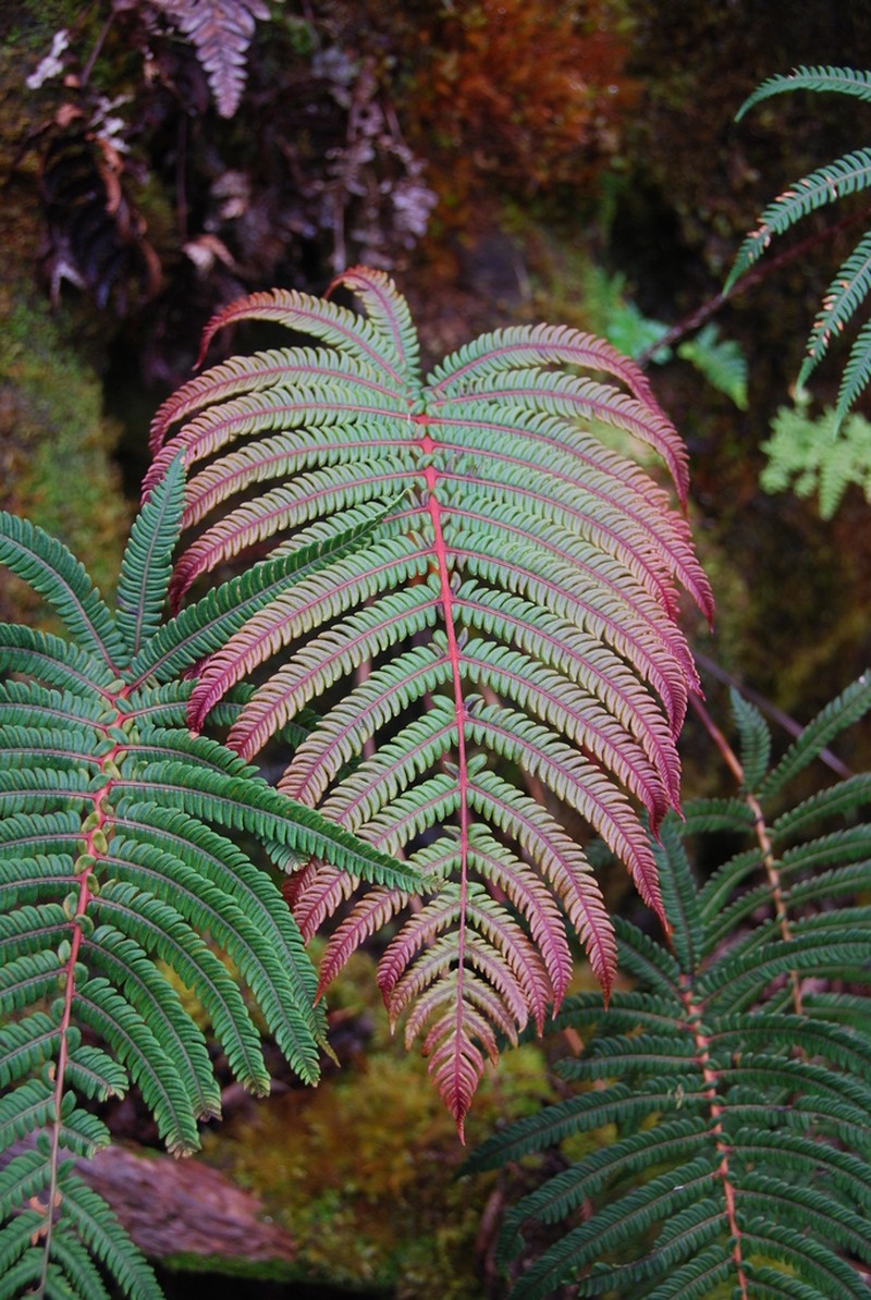 Wagner's Plume Fern photo 3