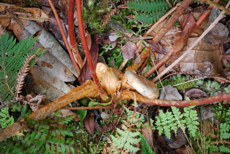 Wagner's Plume Fern photo 4