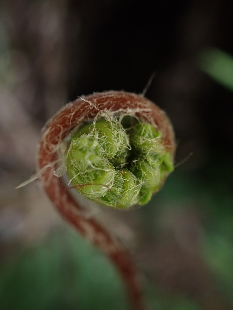 Wagner's Plume Fern photo 5