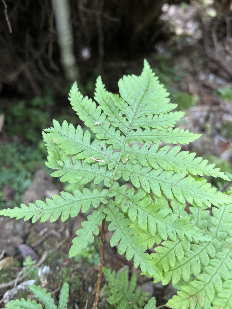 Wagner's Plume Fern photo 6