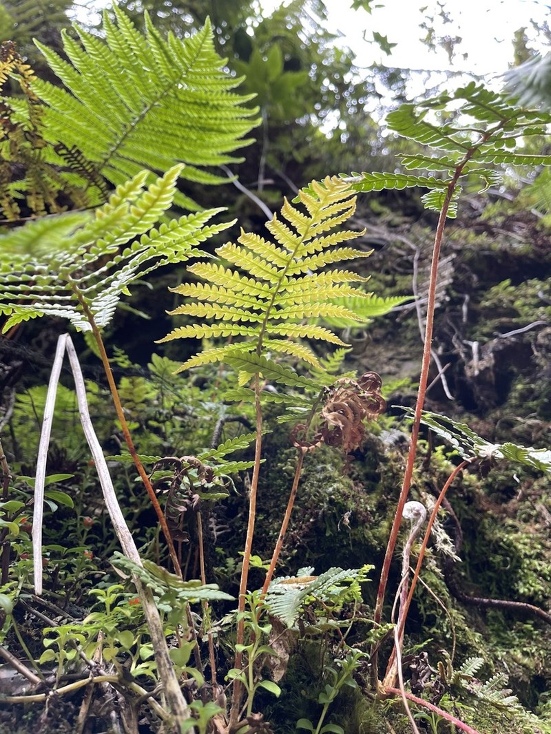 Wagner's Plume Fern photo 7