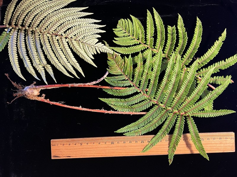 Wagner's Plume Fern photo 8