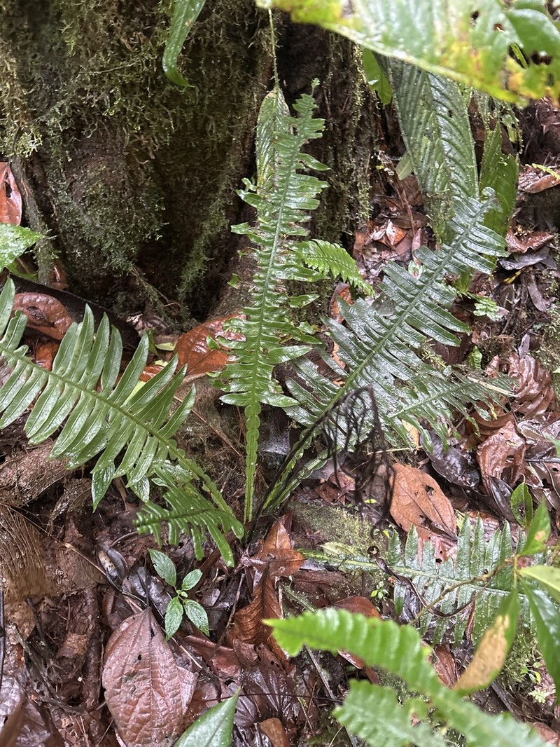 Blechnum wardiae photo 2