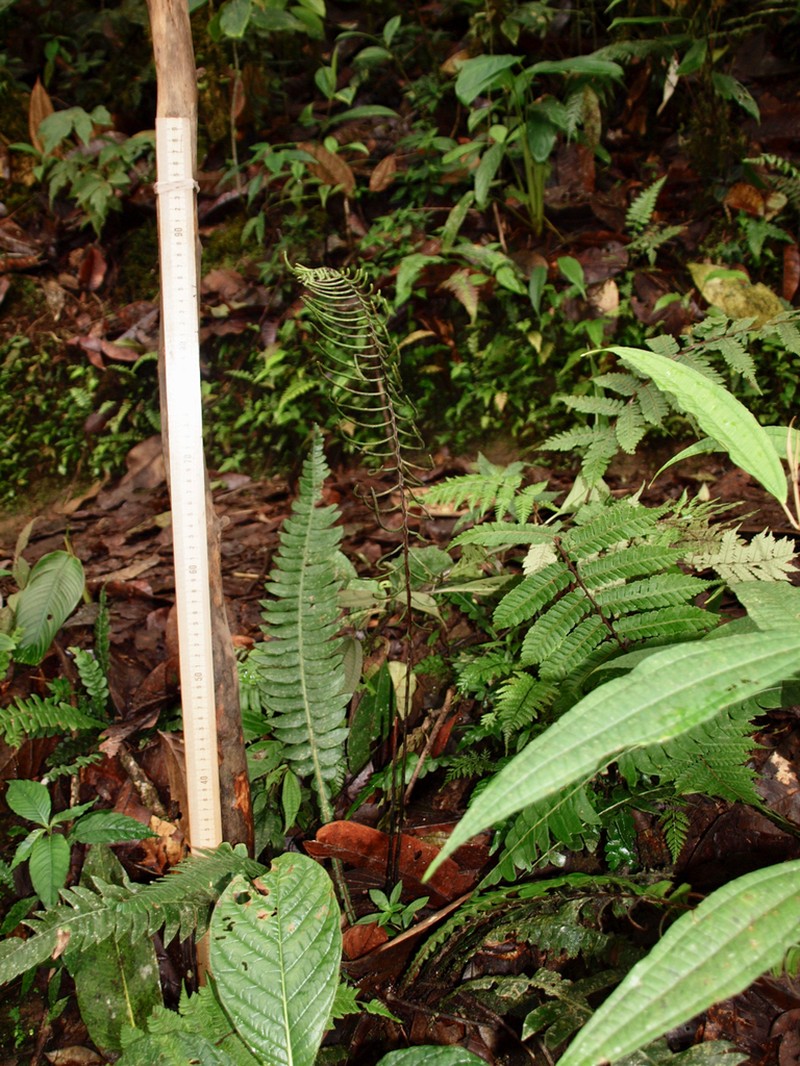Blechnum wardiae photo 3