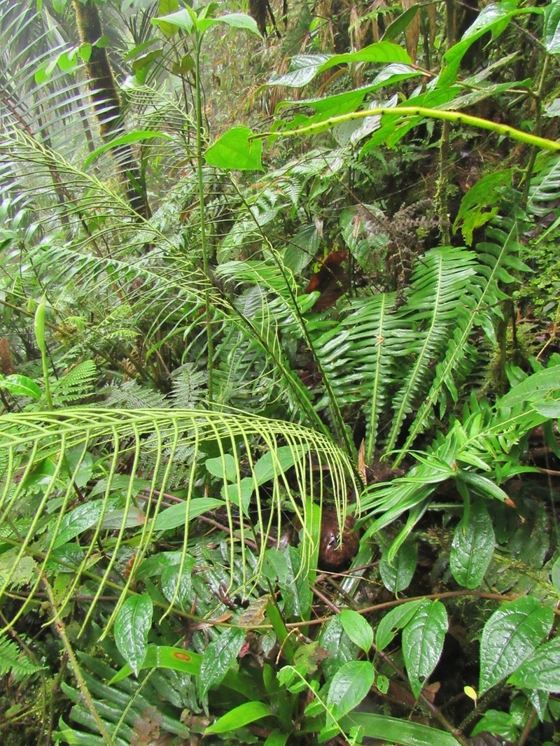 Blechnum wardiae photo 4