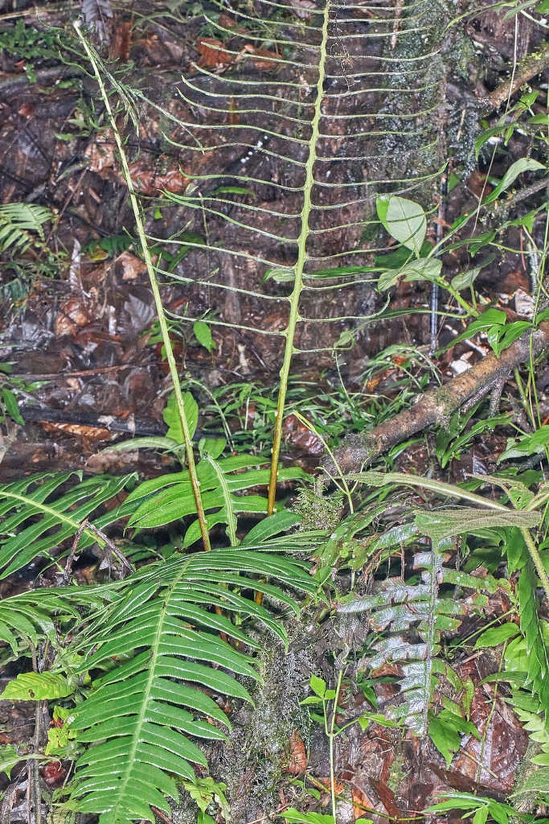 Blechnum wardiae photo 5