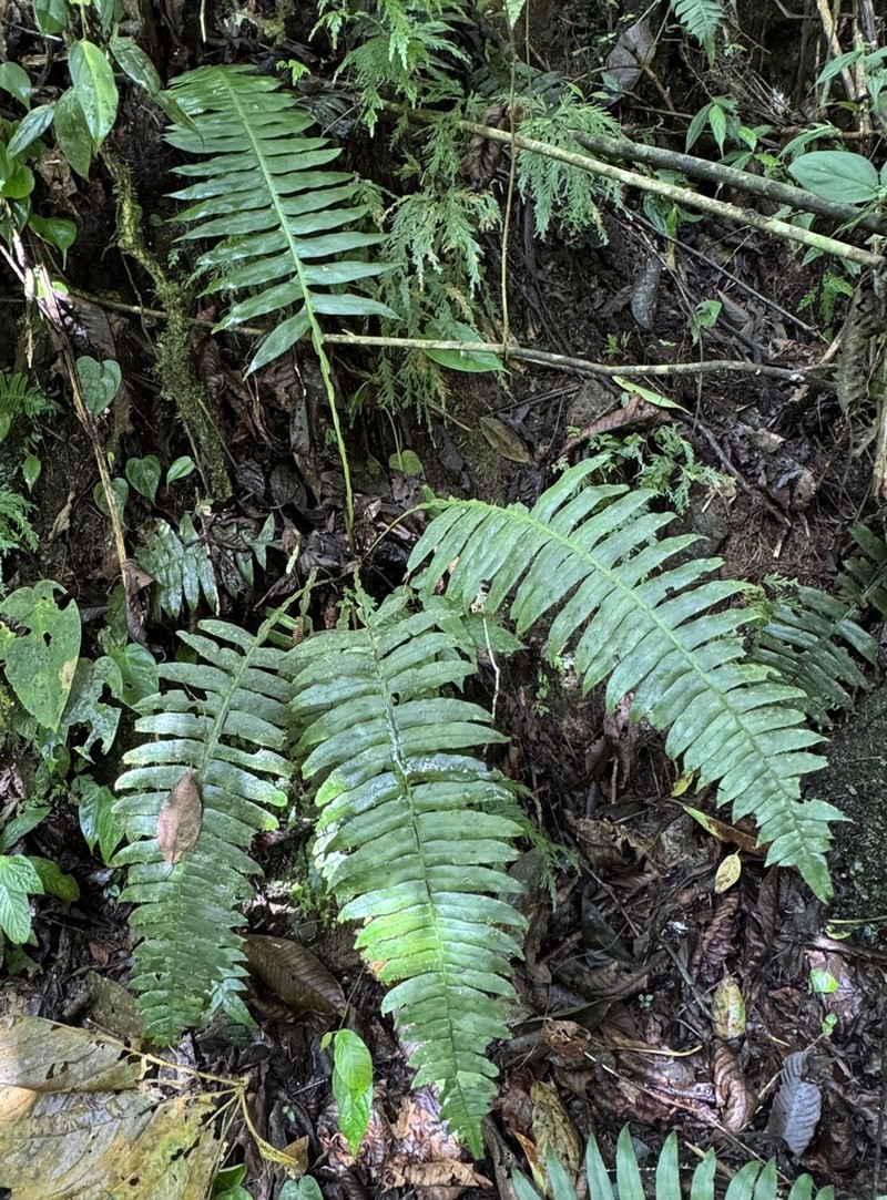 Blechnum wardiae photo 6