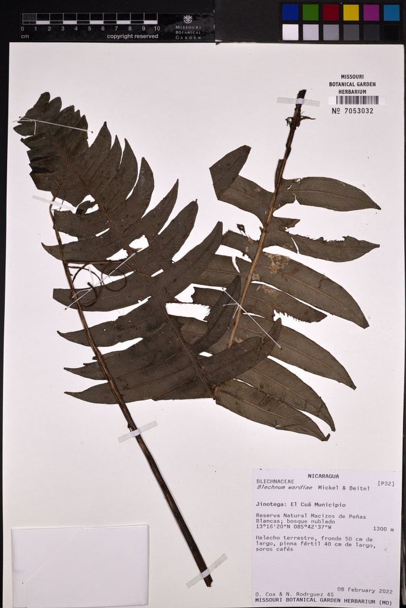 Blechnum wardiae photo 8