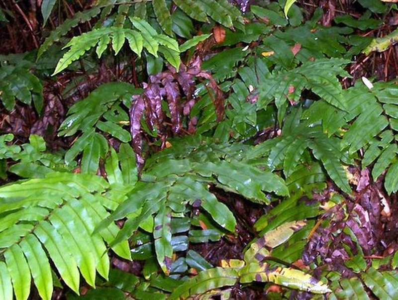 Blechnum wattsii