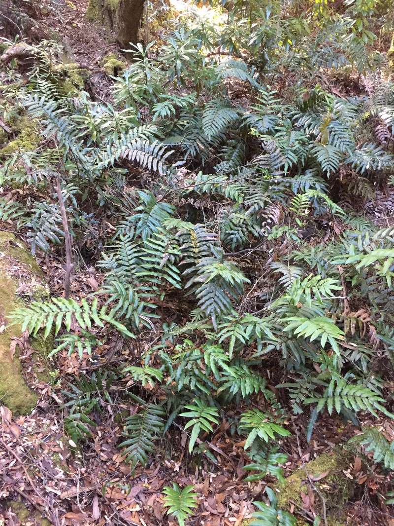 Blechnum wattsii photo 2