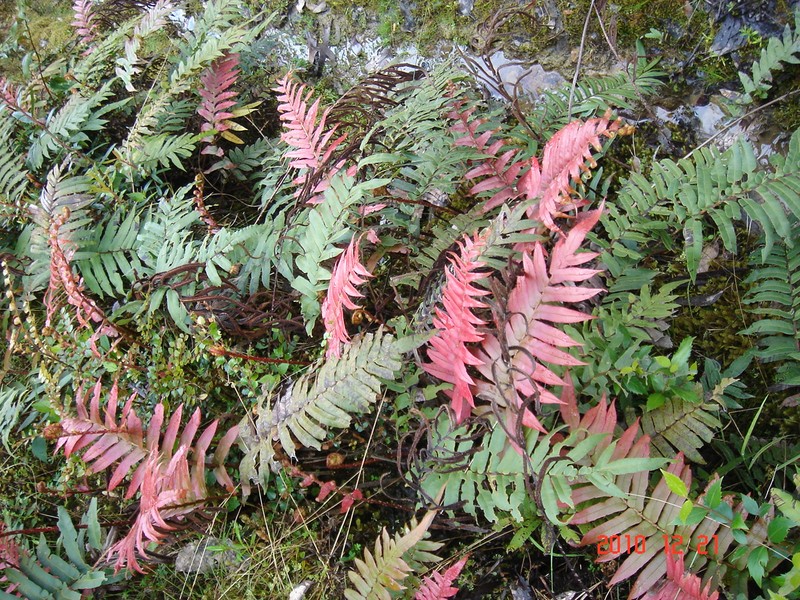 Blechnum wattsii photo 3