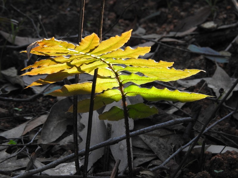 Blechnum wattsii photo 4