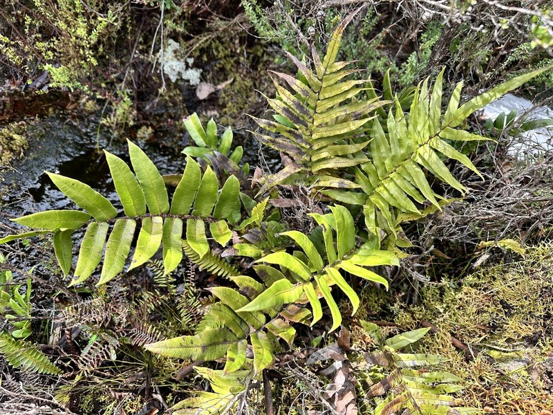 Blechnum wattsii photo 5