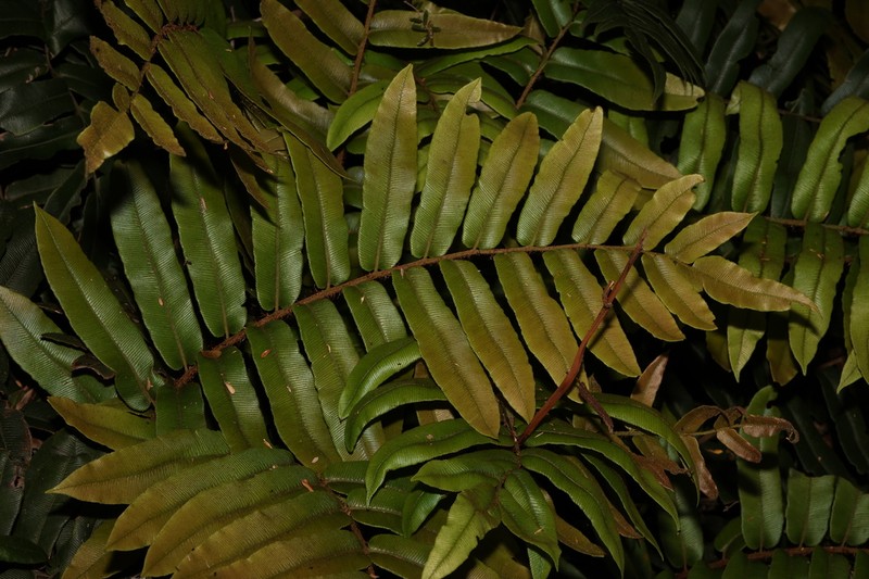 Blechnum wattsii photo 6