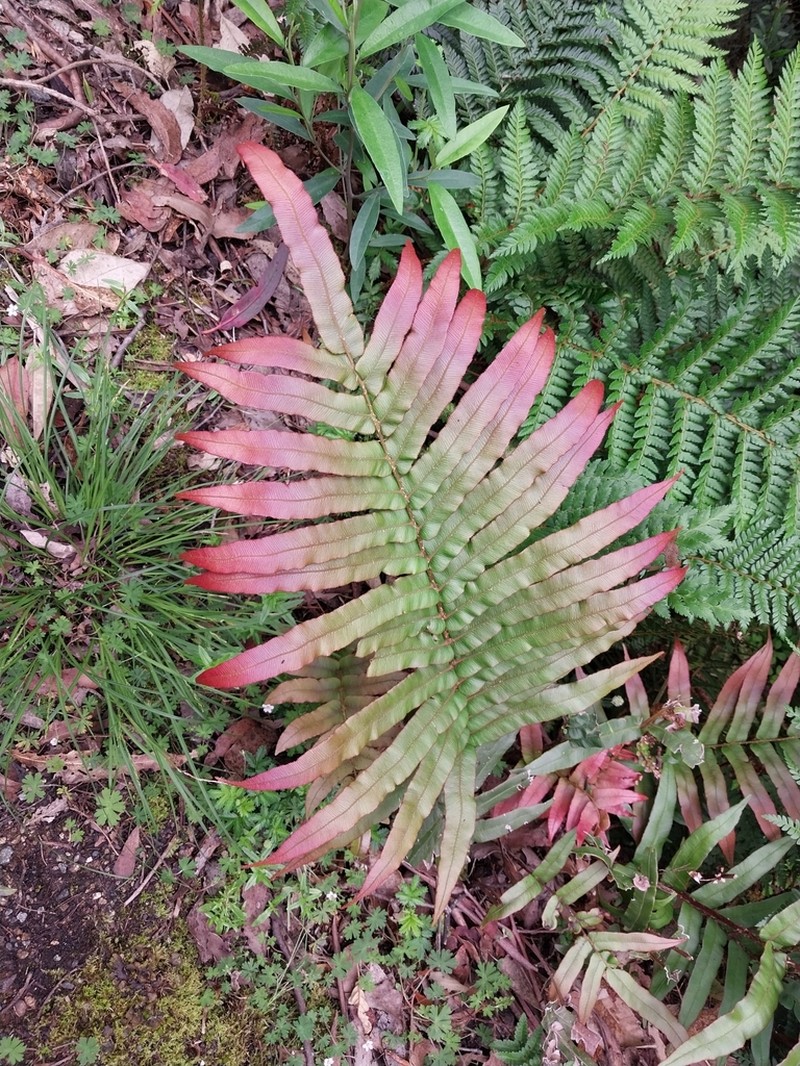 Blechnum wattsii photo 7