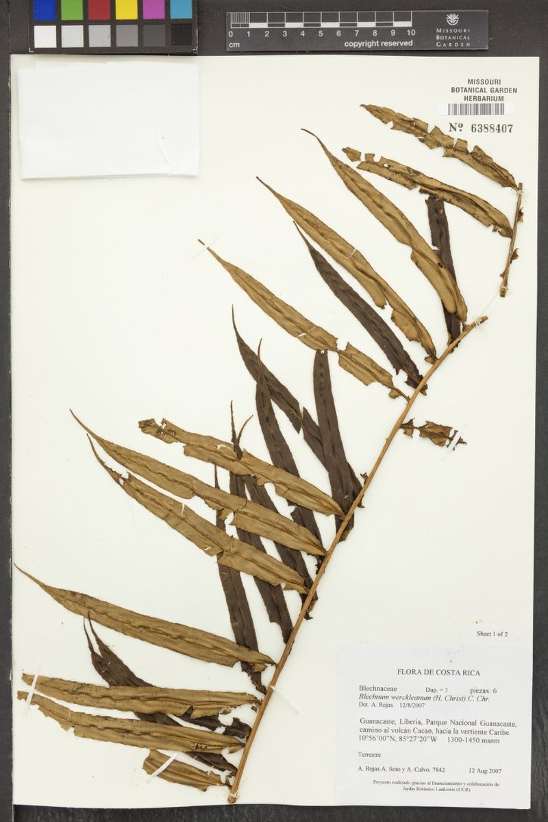 Blechnum werckleanum