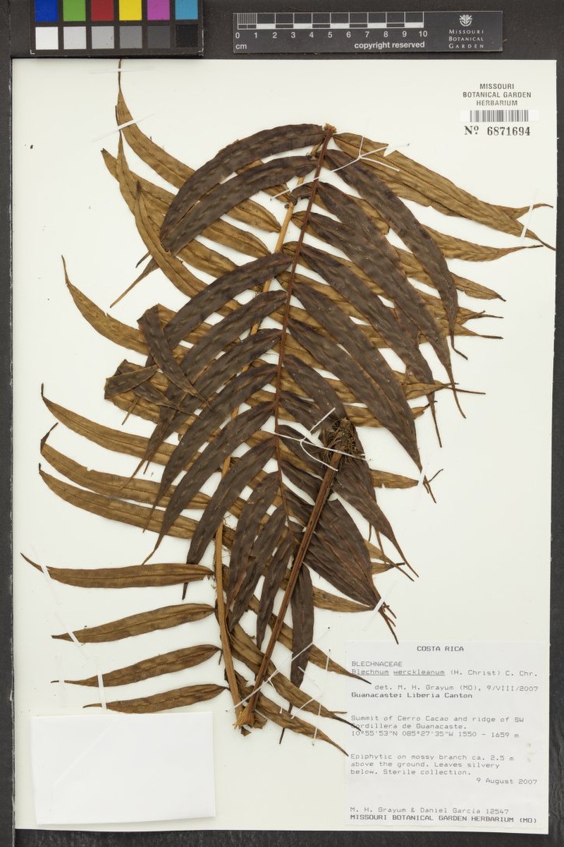 Blechnum werckleanum photo 2