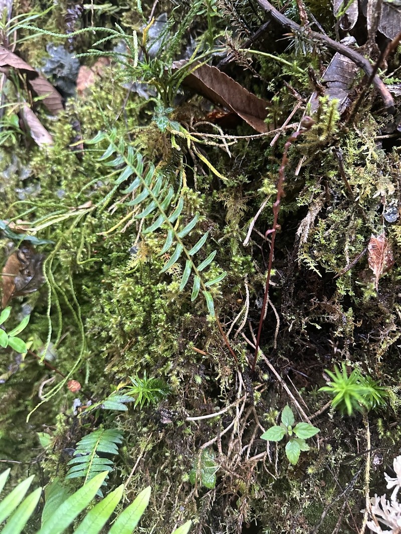 Blechnum werffii