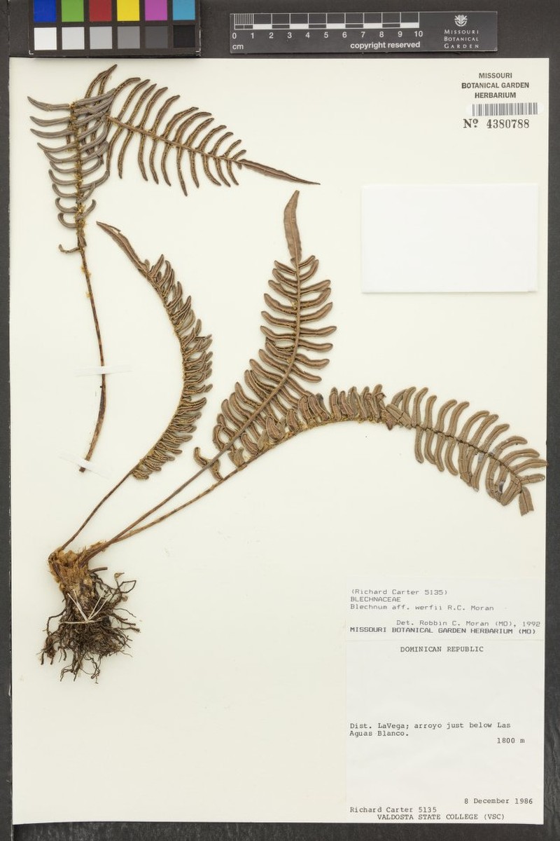 Blechnum werffii photo 2